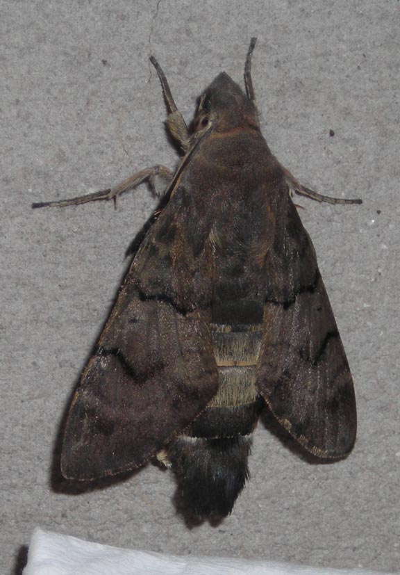 Pupa di Macroglossum stellatarum